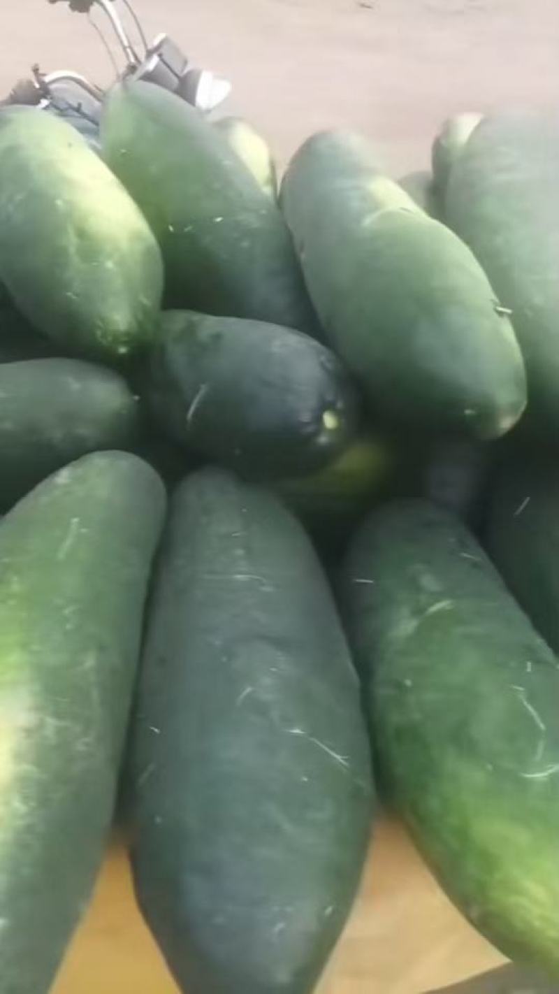 冬瓜黑皮冬瓜白冬瓜基地冬瓜视频看货！！！