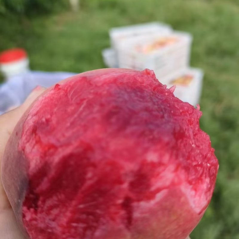【实力推荐】湖北精品血桃质量保证产地直供欢迎咨询
