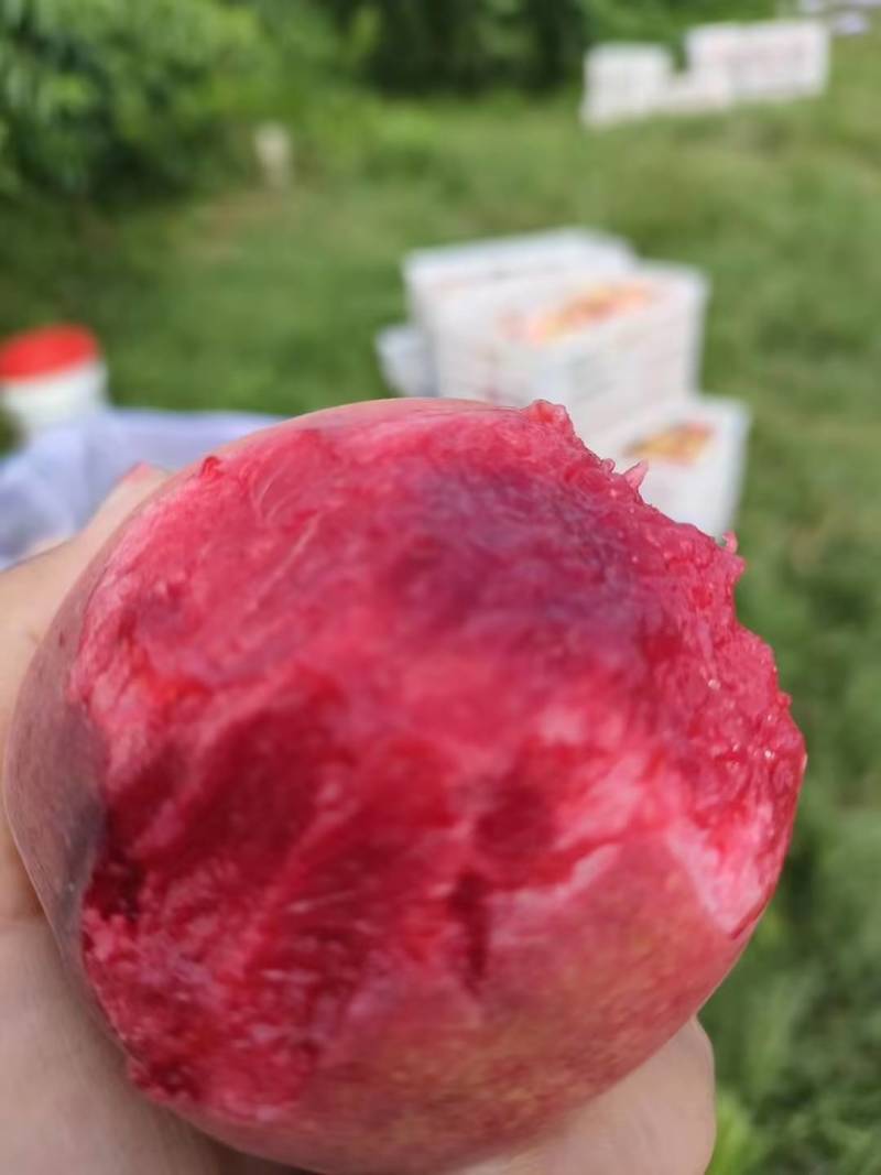 【实力推荐】湖北精品血桃质量保证产地直供欢迎咨询