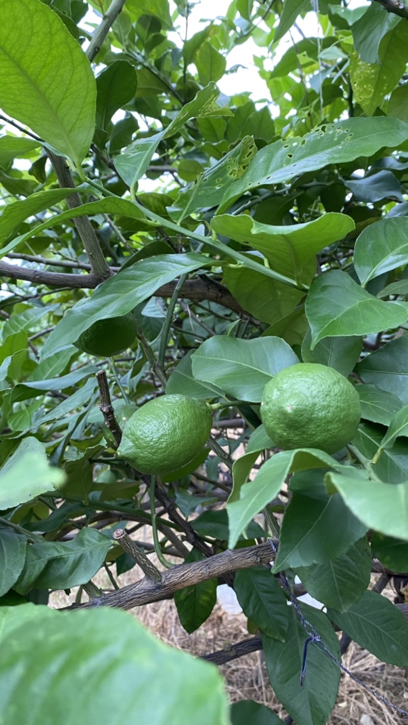 优力克青柠檬