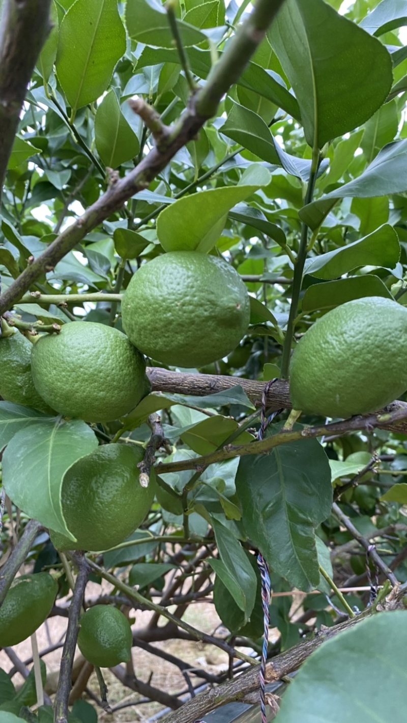 优力克青柠檬