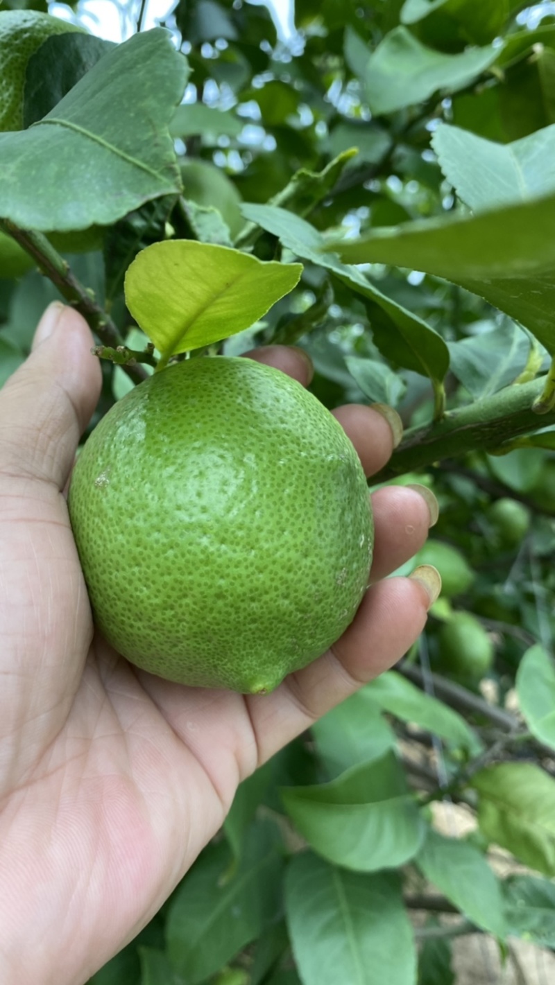 优力克青柠檬