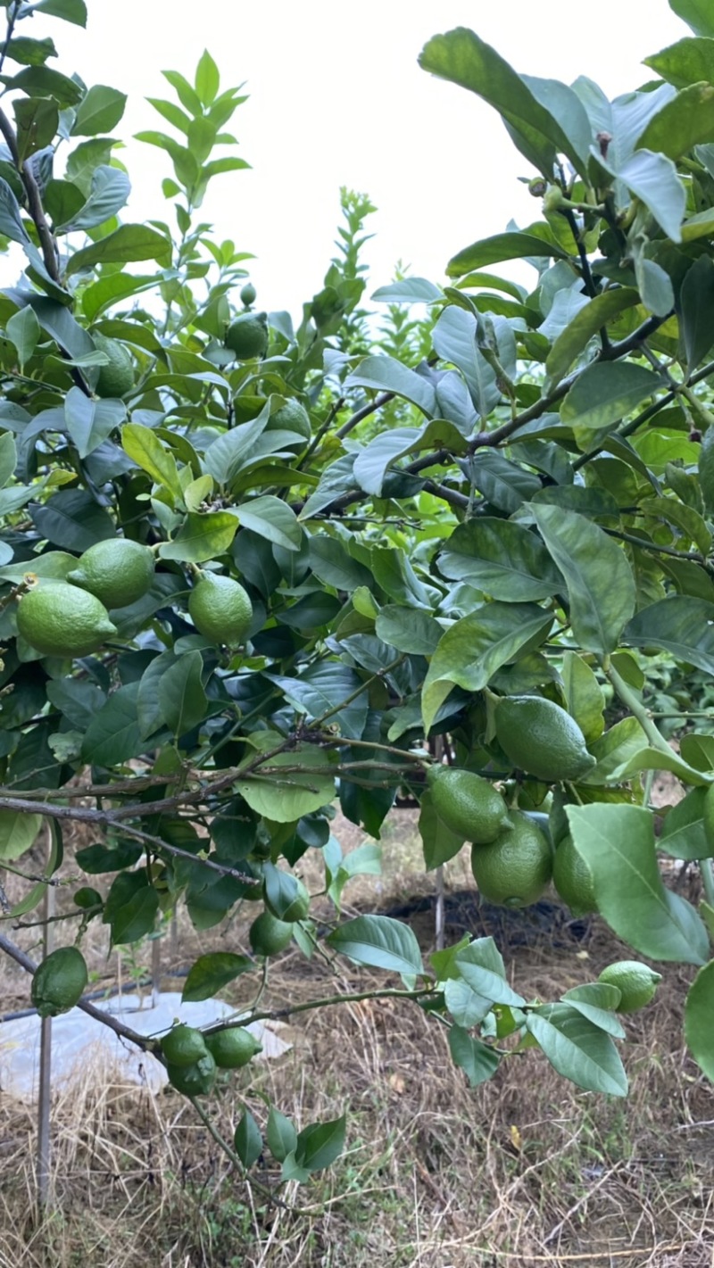 优力克青柠檬