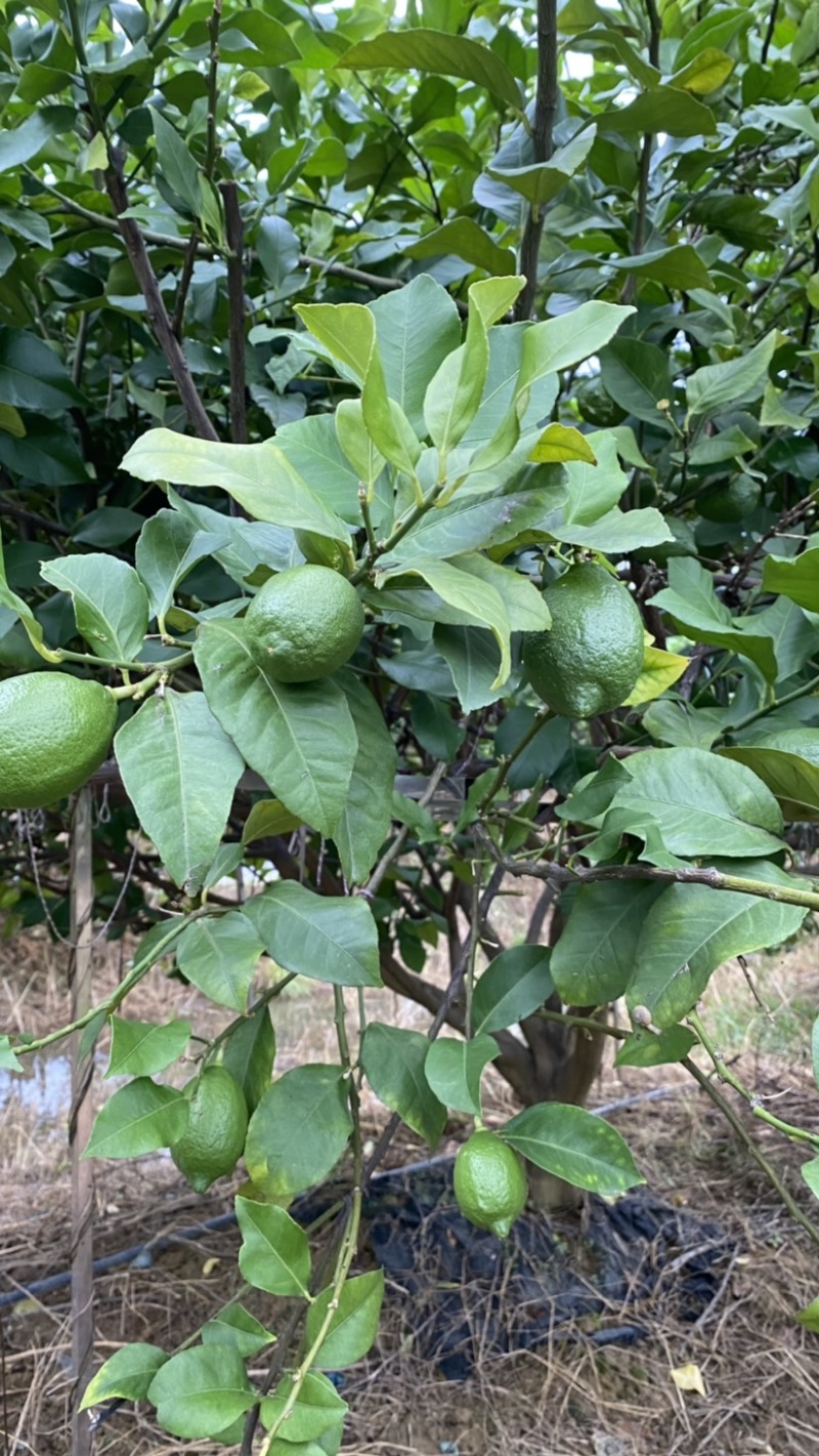 优力克青柠檬