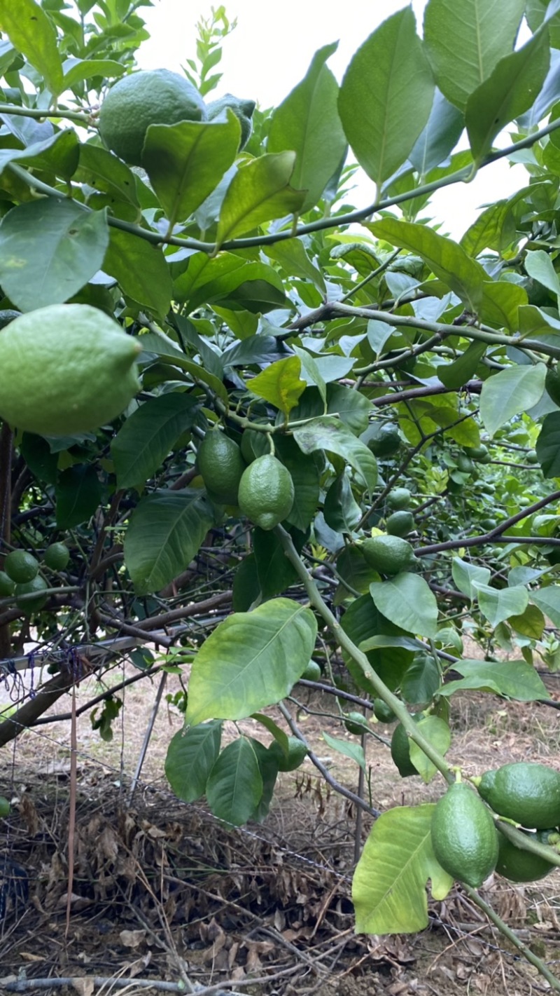 优力克青柠檬