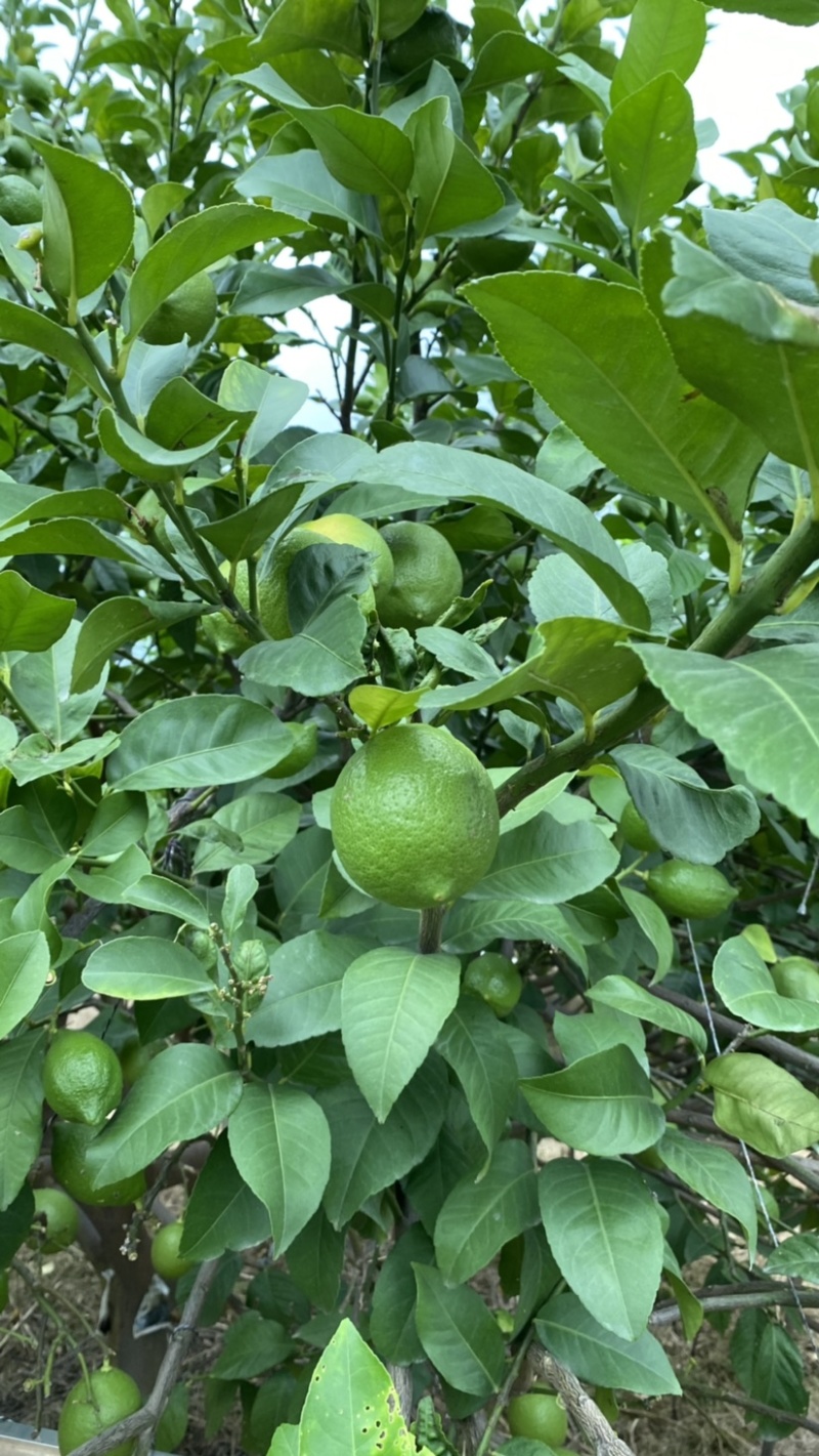 优力克青柠檬