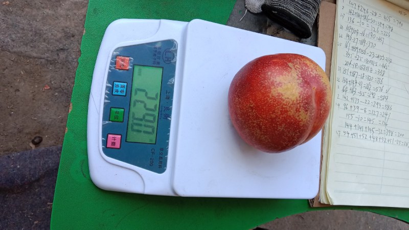 晚熟9602红皮黄瓤超大甜油桃大量收购中