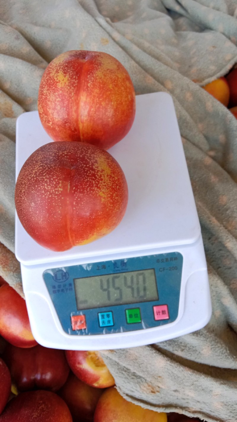 晚熟9602红皮黄瓤超大甜油桃大量收购中
