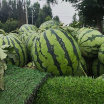 精品沙地西瓜大量上市，保质量，品质保证，量大从优