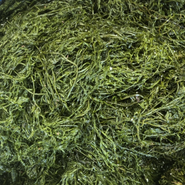 山东威海荣成腌渍马尾藻也叫长寿菜包饺子，包子，等