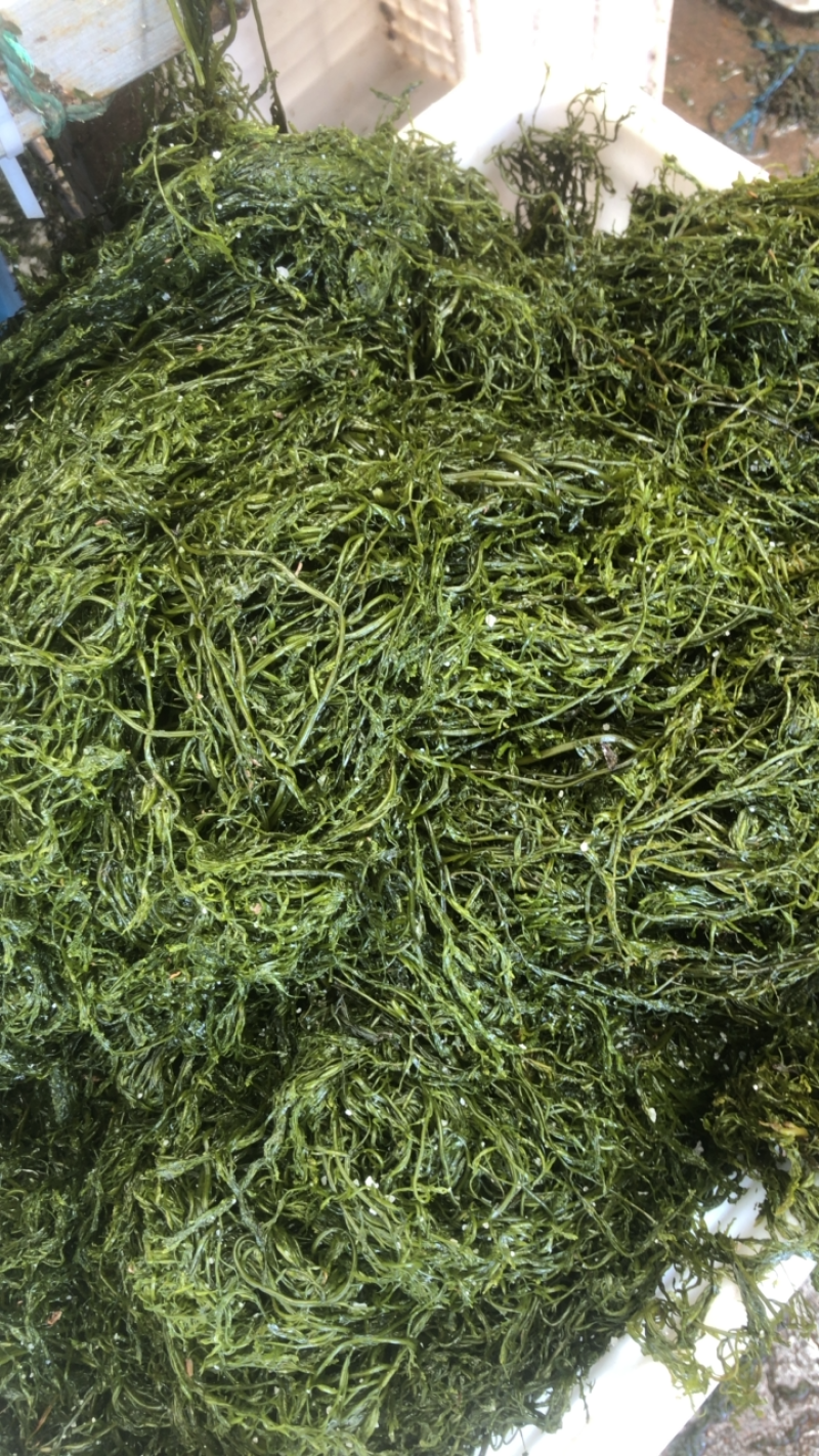 山东威海荣成腌渍马尾藻也叫长寿菜包饺子，包子，等