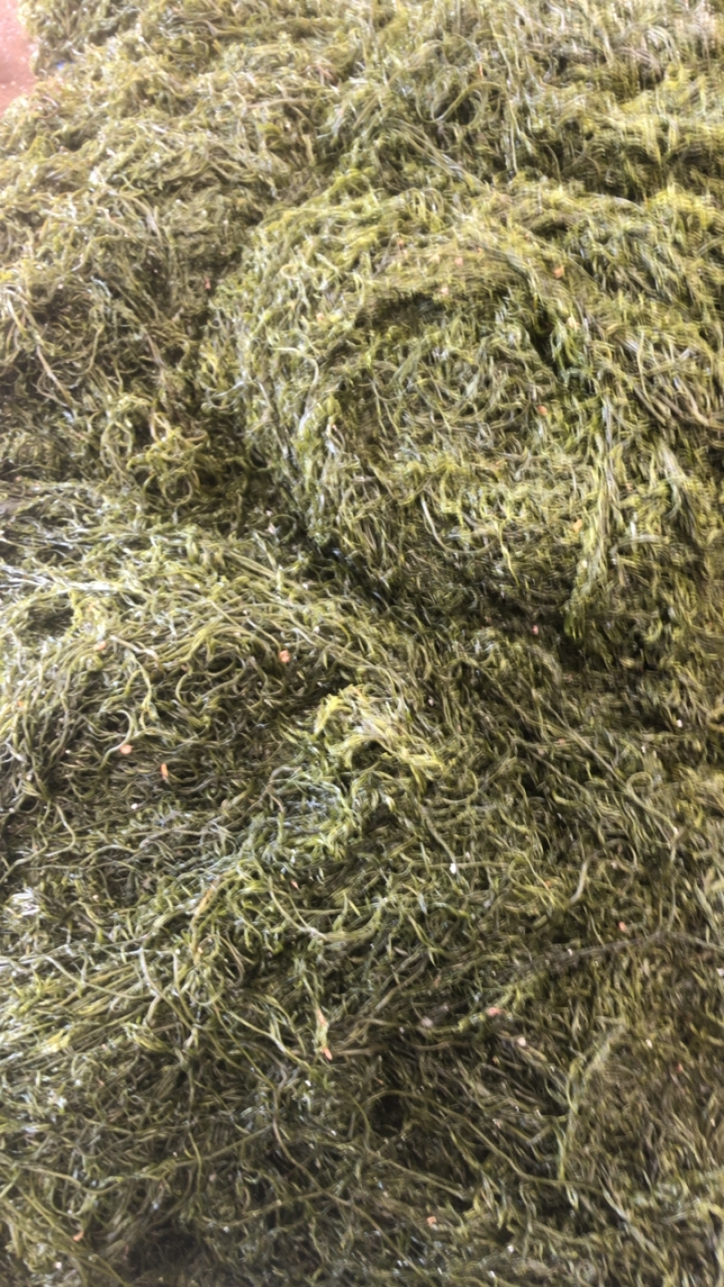 山东威海荣成腌渍马尾藻也叫长寿菜包饺子，包子，等