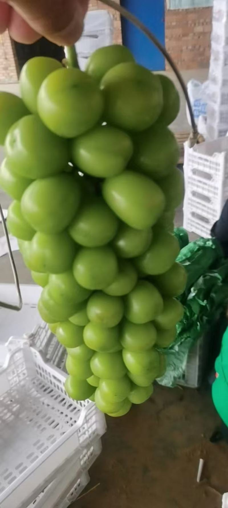 精品库存陕西阳光玫瑰葡萄价格走势阳光玫瑰葡萄批发行情