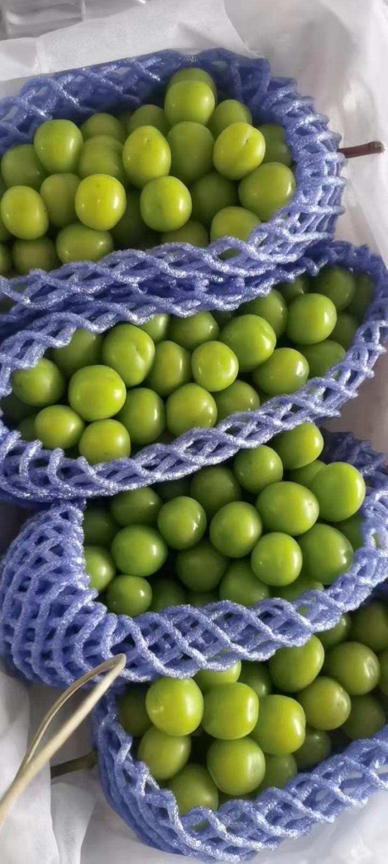 精品库存陕西阳光玫瑰葡萄价格走势阳光玫瑰葡萄批发行情