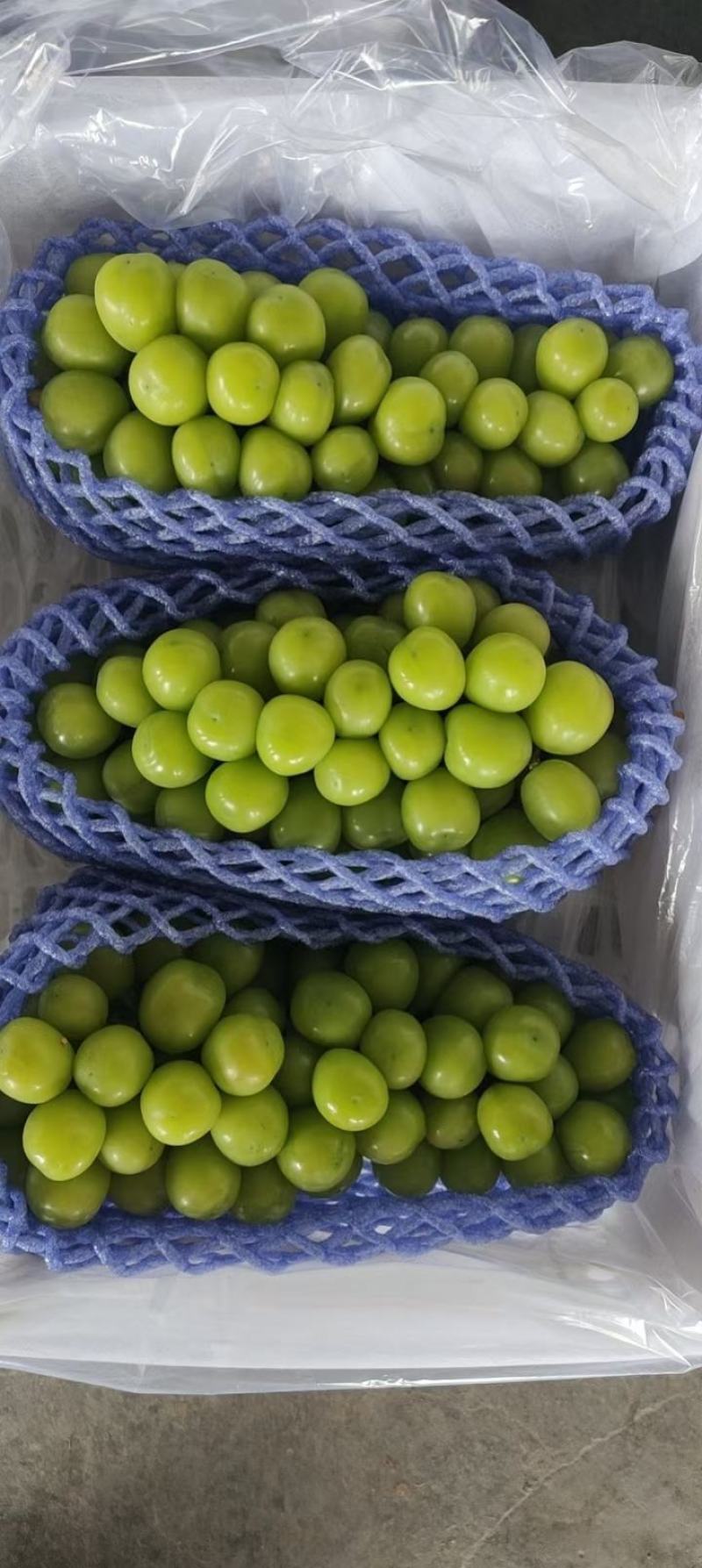 精品库存陕西阳光玫瑰葡萄价格走势阳光玫瑰葡萄批发行情