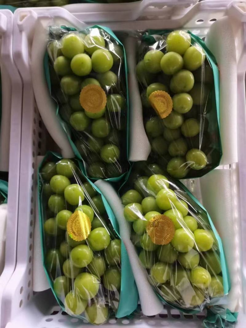 精品库存陕西阳光玫瑰葡萄价格走势阳光玫瑰葡萄批发行情