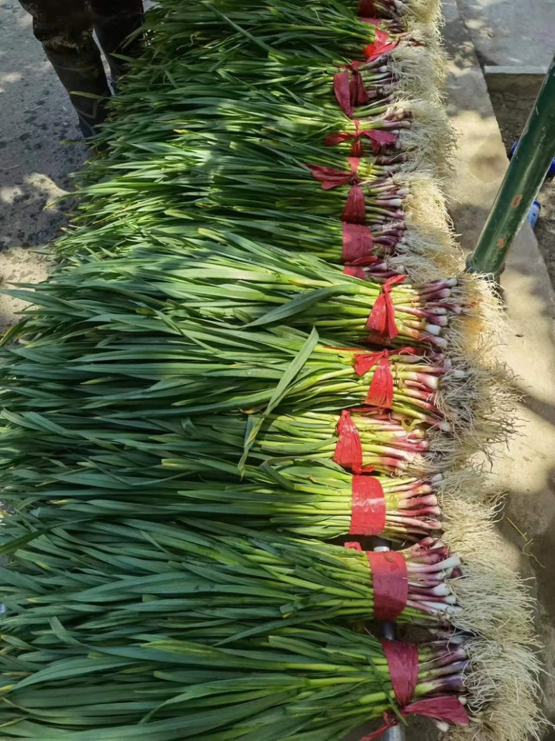红根蒜苗大批量上市