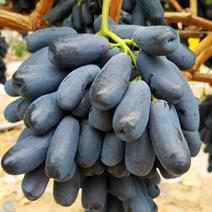 高原蓝宝石葡萄品质优良量大从优欢迎订购