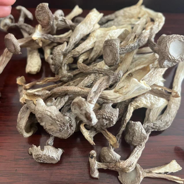 鹿茸菇味道鲜美老少皆宜有现货