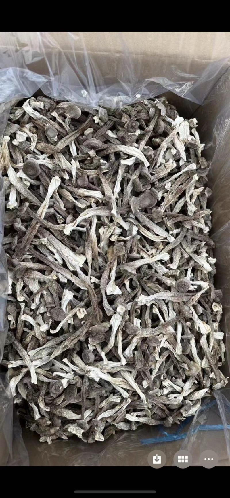 鹿茸菇味道鲜美老少皆宜有现货