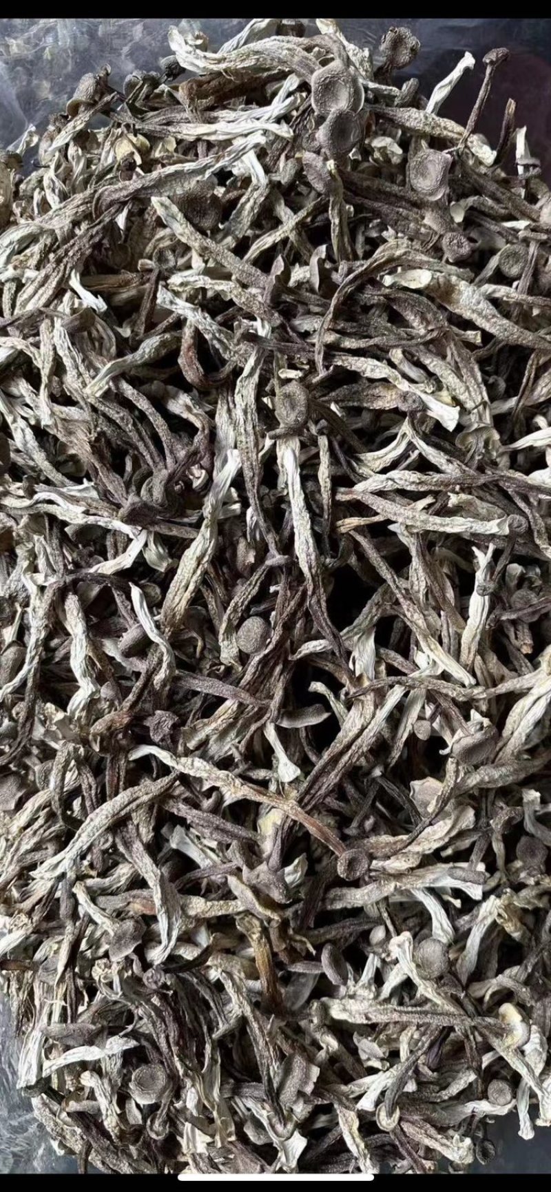 鹿茸菇味道鲜美老少皆宜有现货