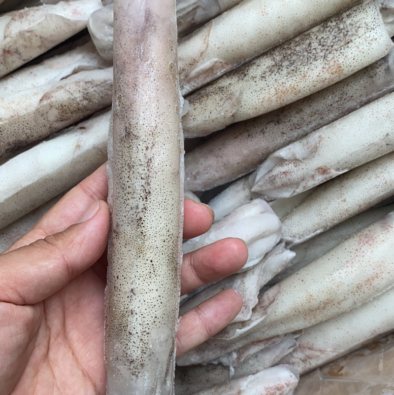 笔管鱼大海兔鱿鱼乌贼小鱿鱼鲜冻海兔子大号笔管鱼