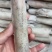 笔管鱼大海兔鱿鱼乌贼小鱿鱼鲜冻海兔子大号笔管鱼