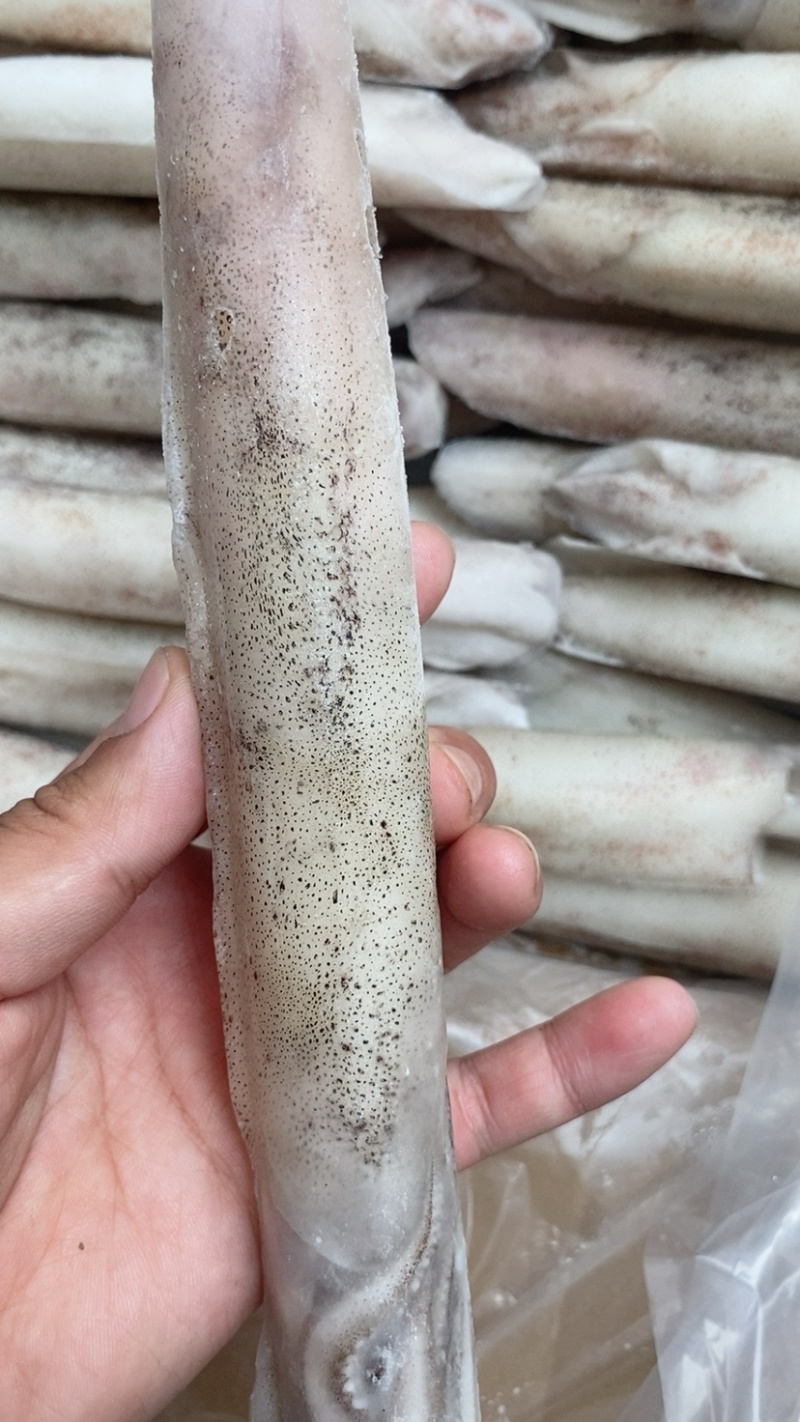 笔管鱼大海兔鱿鱼乌贼小鱿鱼鲜冻海兔子大号笔管鱼