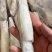 笔管鱼大海兔鱿鱼乌贼小鱿鱼鲜冻海兔子大号笔管鱼