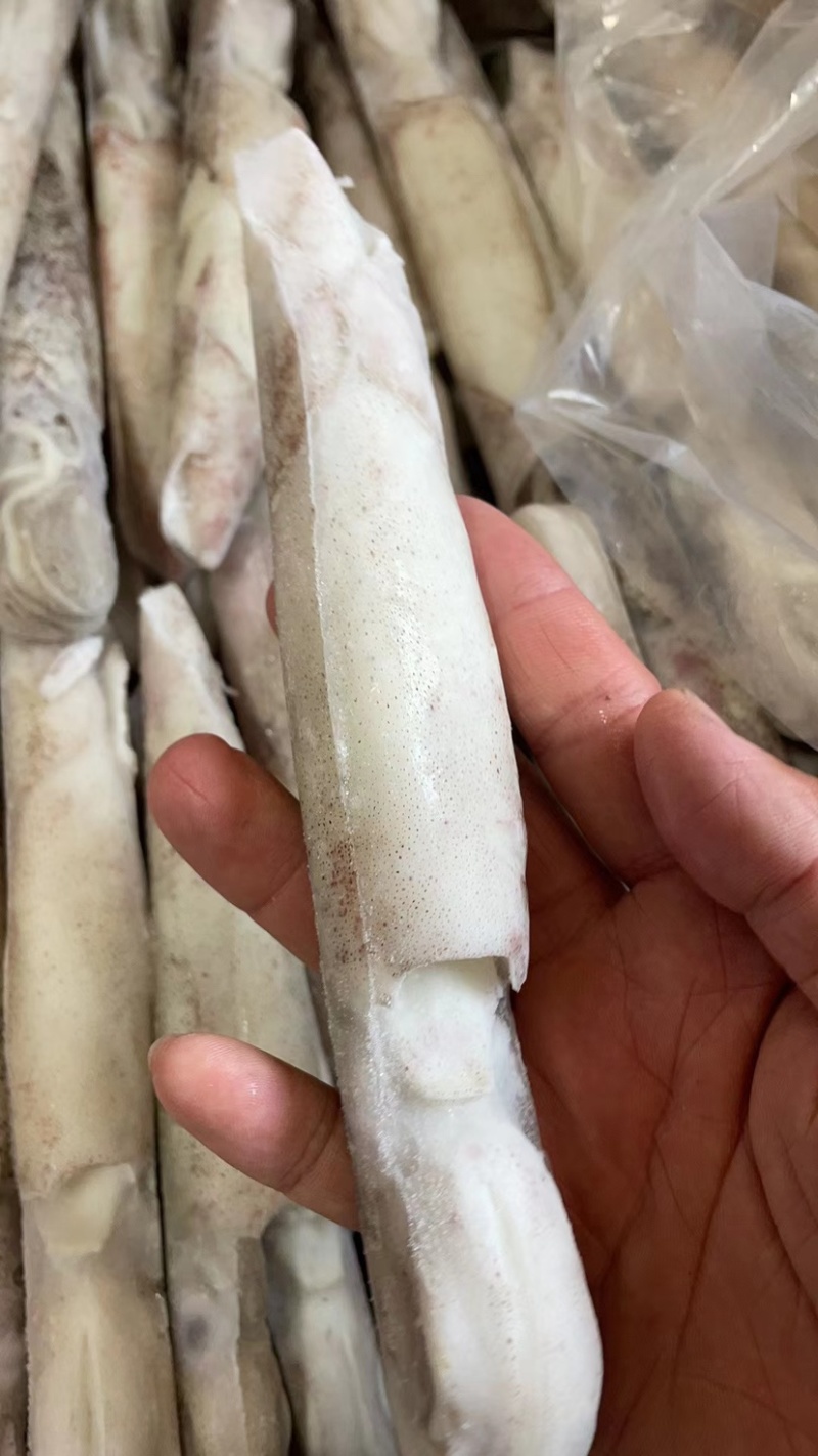 笔管鱼大海兔鱿鱼乌贼小鱿鱼鲜冻海兔子大号笔管鱼