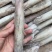 笔管鱼大海兔鱿鱼乌贼小鱿鱼鲜冻海兔子大号笔管鱼