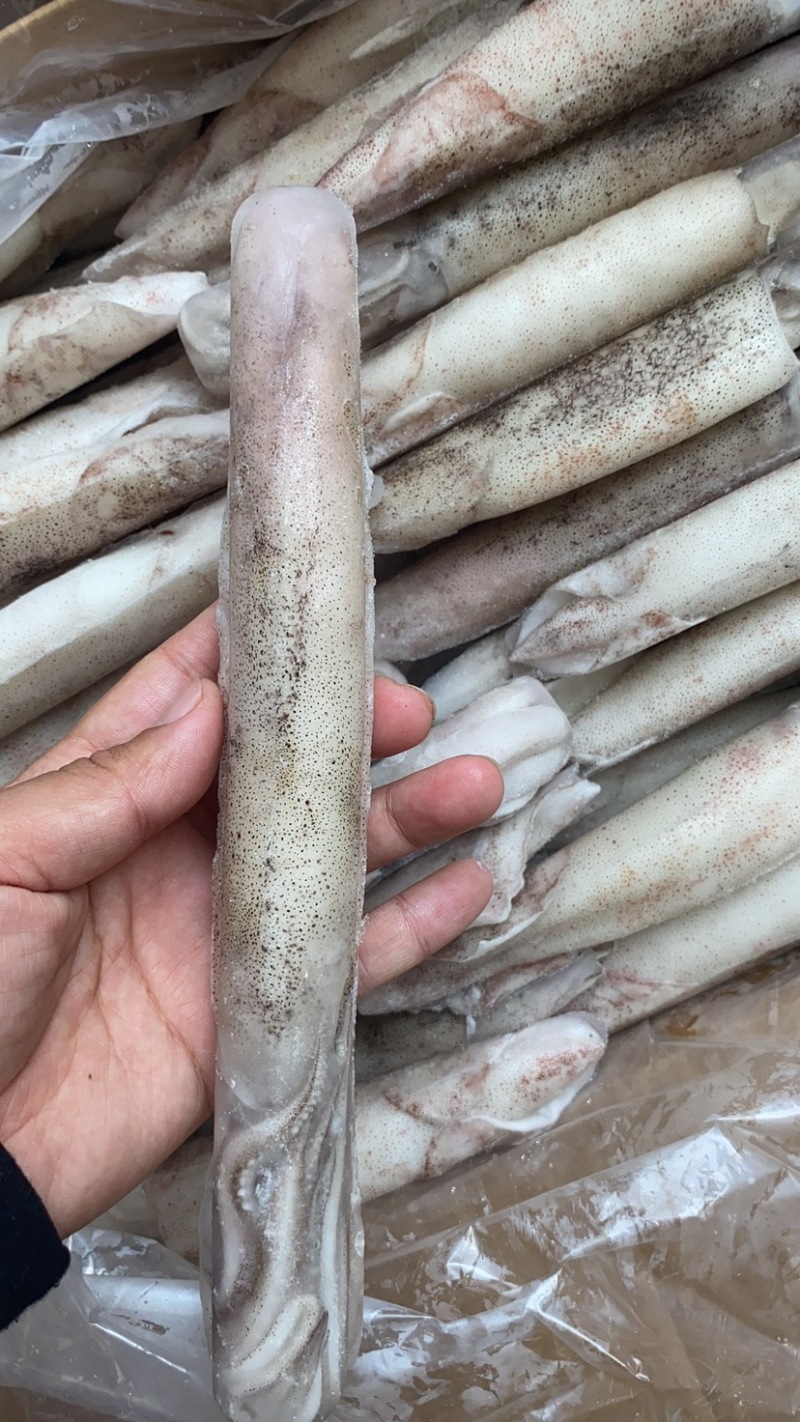 笔管鱼大海兔鱿鱼乌贼小鱿鱼鲜冻海兔子大号笔管鱼
