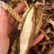 牛肝菌质量优有现货价格优惠欢迎进店选购