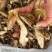 牛肝菌质量优有现货价格优惠欢迎进店选购