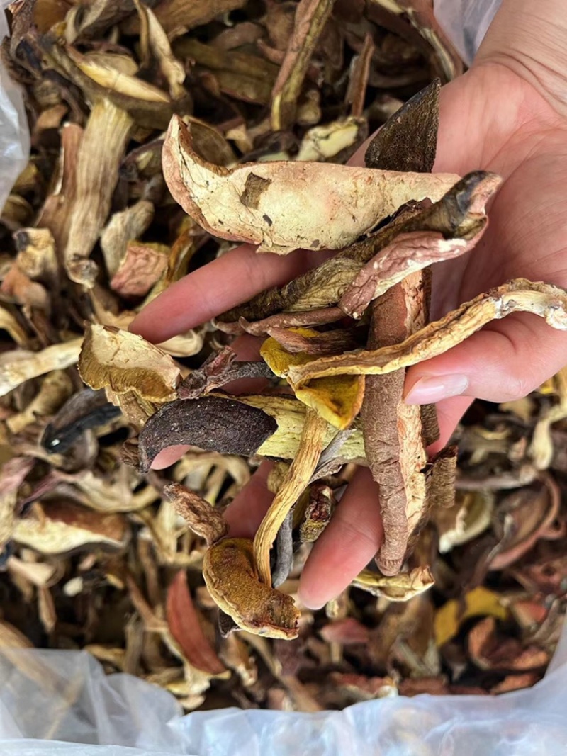 牛肝菌质量优有现货价格优惠欢迎进店选购