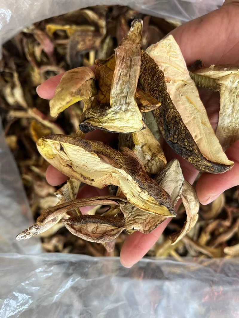 牛肝菌质量优有现货价格优惠欢迎进店选购