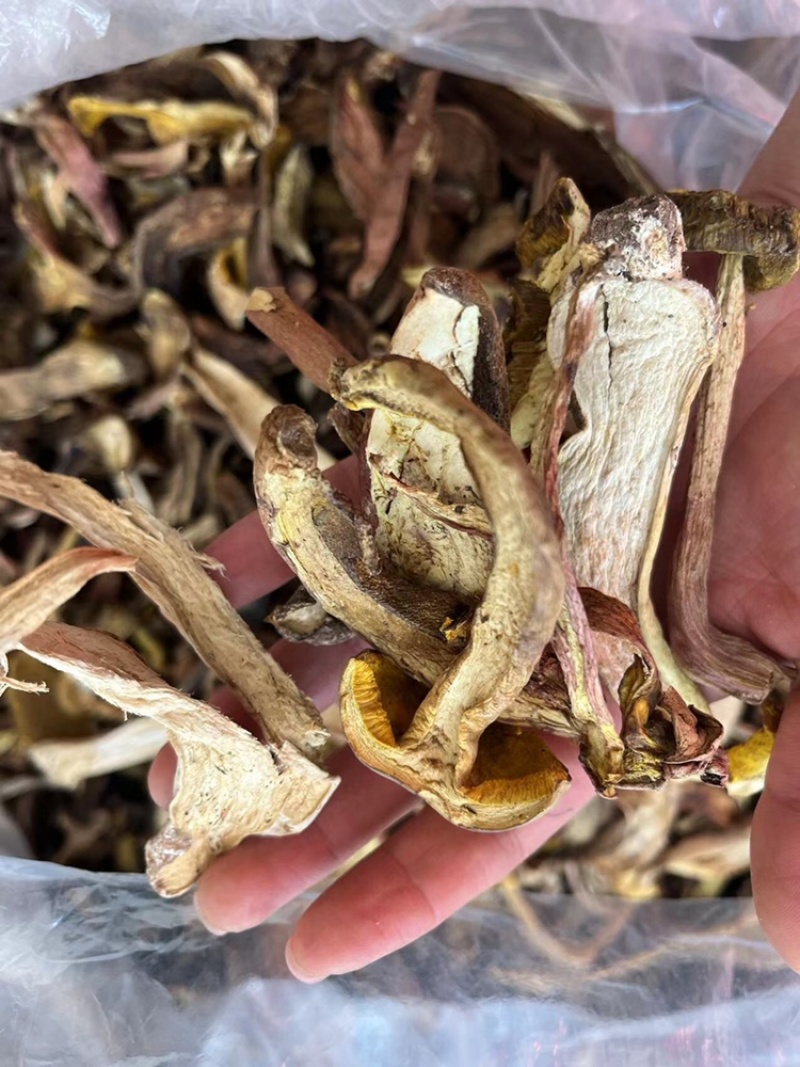 牛肝菌质量优有现货价格优惠欢迎进店选购