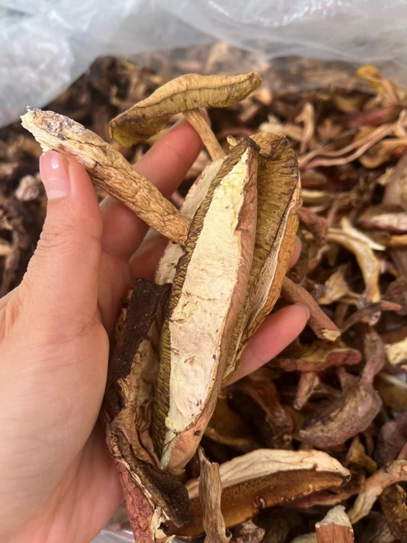 牛肝菌质量优有现货价格优惠欢迎进店选购