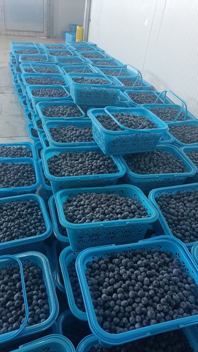 莱克西蓝莓大量上市日供应量3000斤
