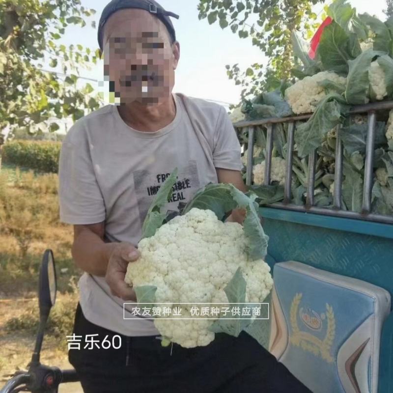 免盖吉乐60天早熟耐热青梗松花菜种子特高产花球半松梗青