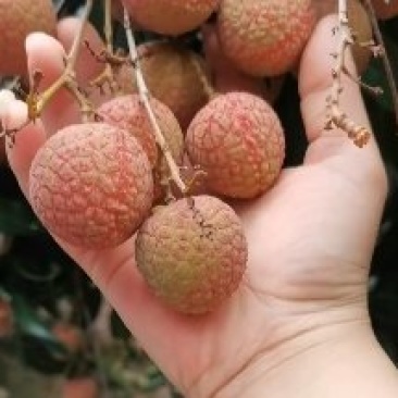 乌叶荔枝短期开采