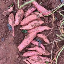 西瓜红番薯红薯地瓜新鲜现挖批发