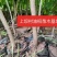 油桐苗木，三年桐!专业育苗基地，欢迎老板实地考察!