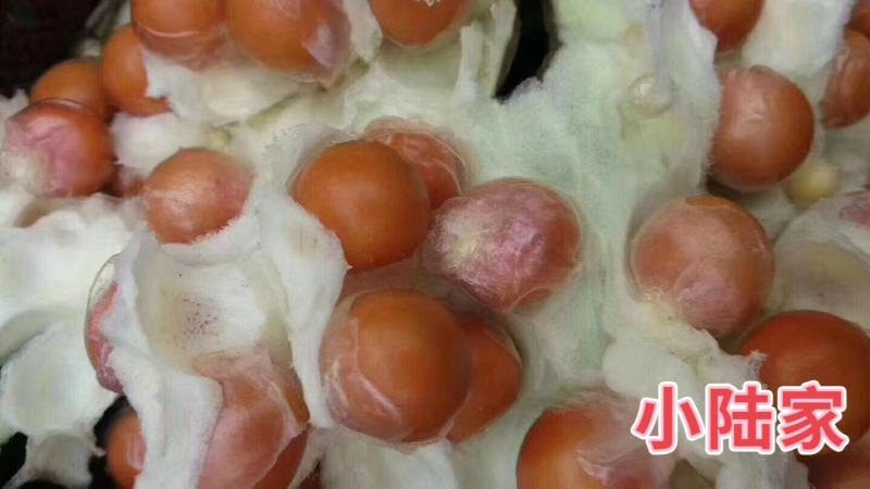 苏州南荡群力鲜鸡头米芡实米产地直发欢迎联系