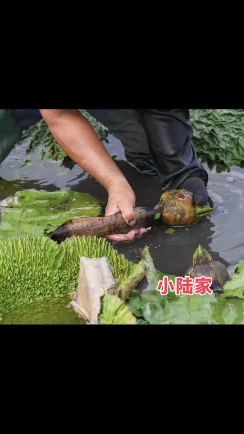 苏州南荡群力鲜鸡头米芡实米产地直发欢迎联系
