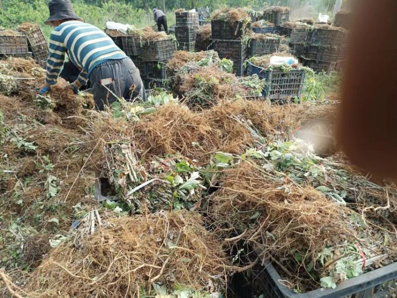 河南南阳艾草苗艾根艾叶大量供应成活率高包回收欢迎