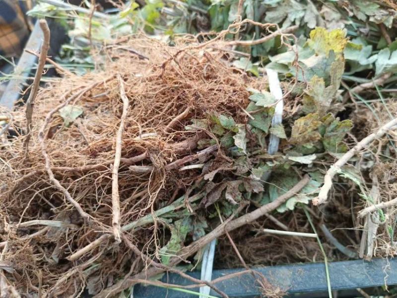 河南南阳艾草苗艾根艾叶大量供应成活率高包回收欢迎