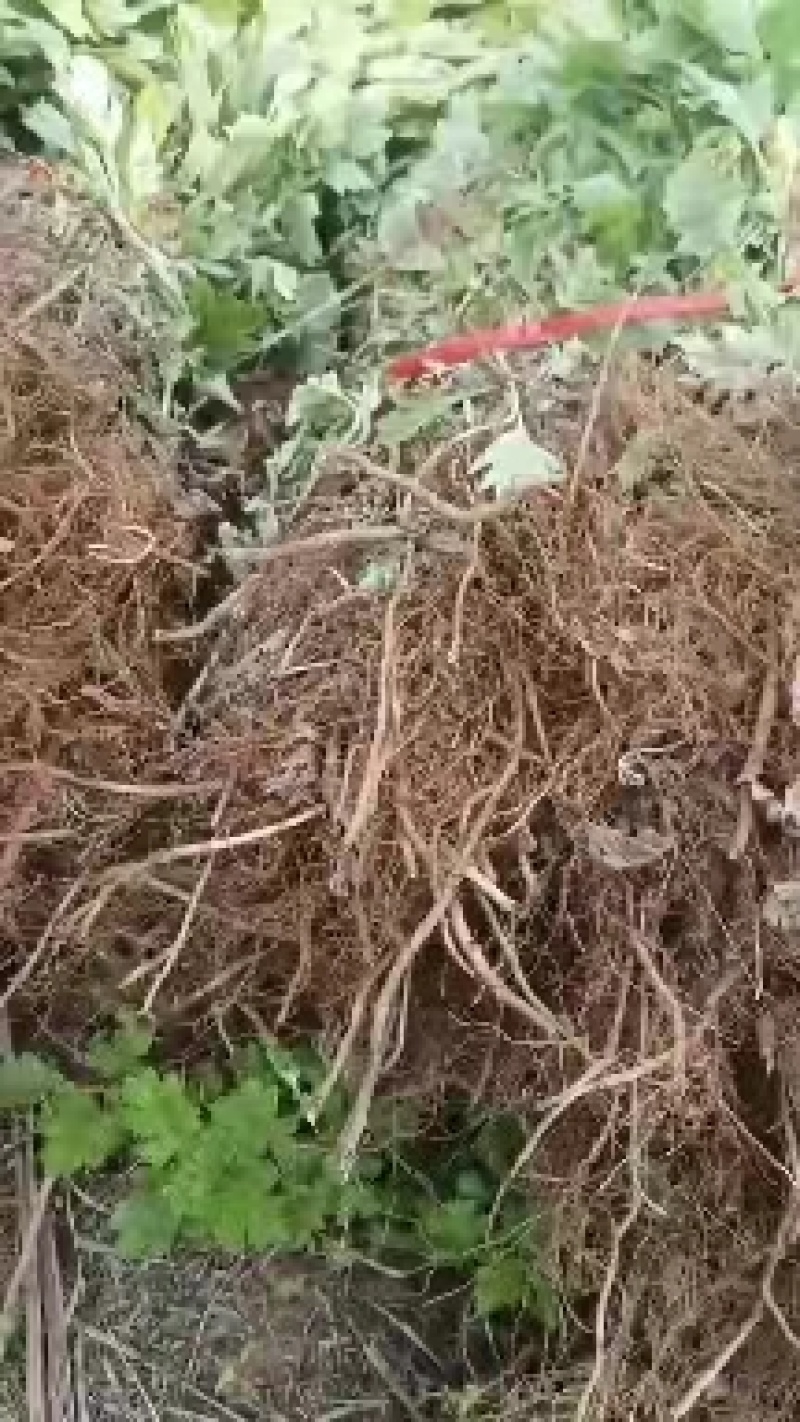 河南南阳艾草苗艾根艾叶大量供应成活率高包回收欢迎