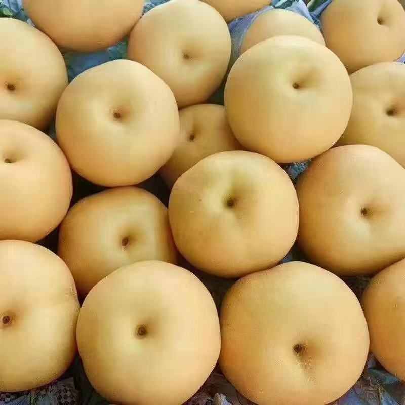 山东冠县丰水梨脆甜多汁耐运输，六两起步，七两起步，八两起