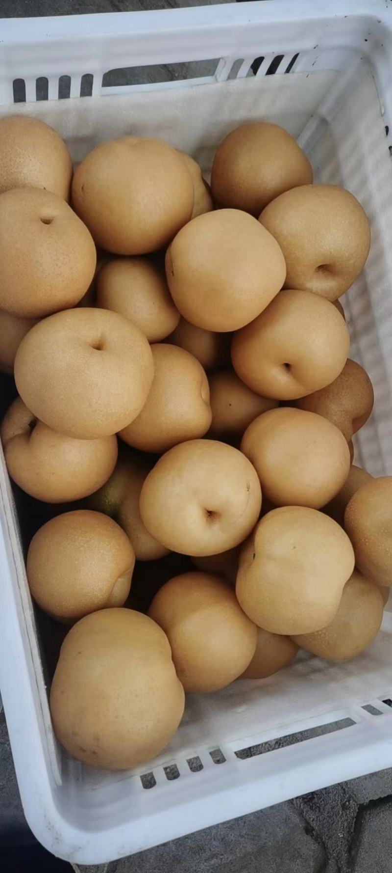 山东冠县丰水梨脆甜多汁耐运输，六两起步，七两起步，八两起